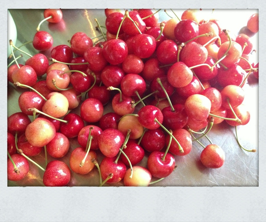 Eastern Washington Cherries » Ted Kennedy Watson